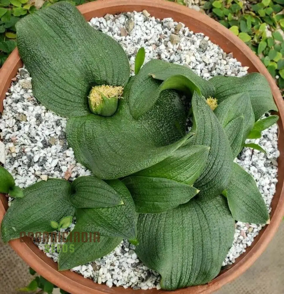 Massonia Depressa Flower Seeds For Planting Rare Beauty Exotic Your Gardening Seeds