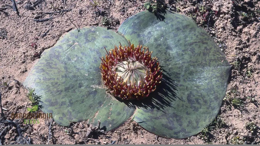 Massonia Depressa Flower Seeds For Planting Rare Beauty Exotic Your Gardening Seeds