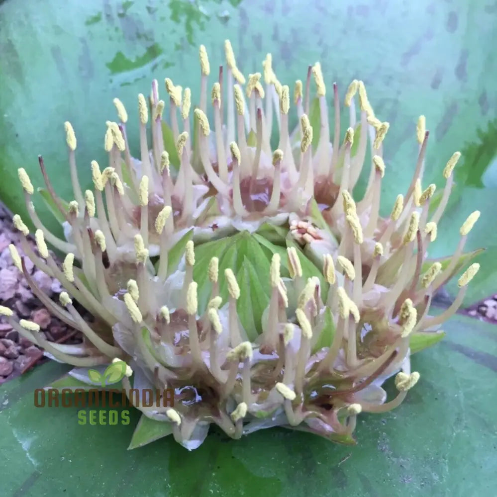 Massonia Depressa Flower Seeds For Planting Rare Beauty Exotic Your Gardening Seeds