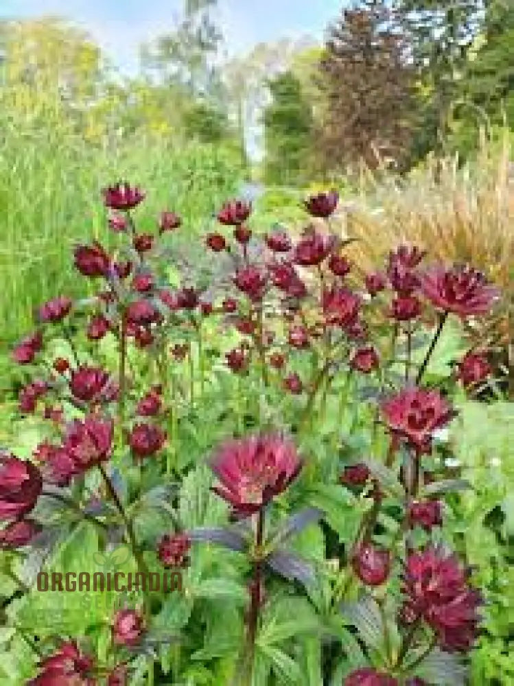 Crimson Giant Masterwort in Shaded Border