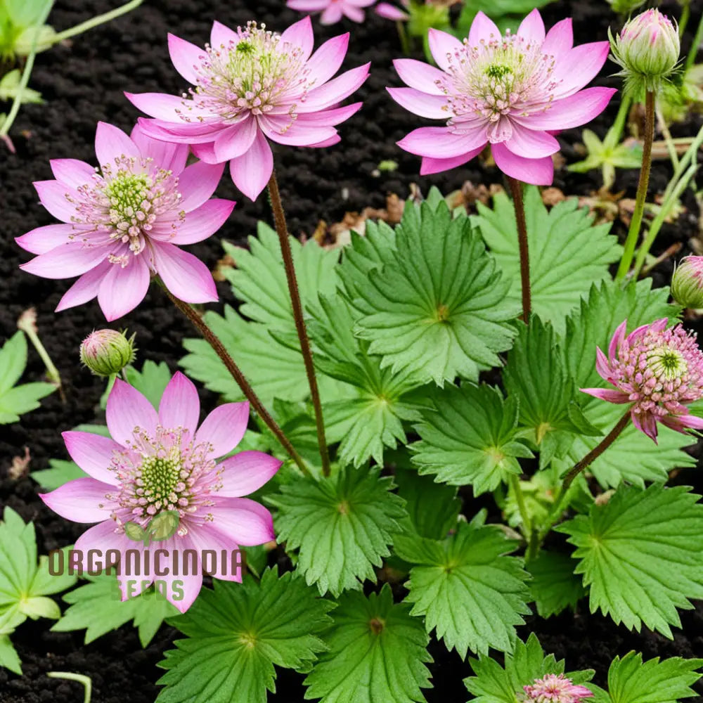 Pink Masterwort Growing in Garden Pot