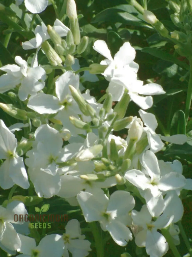 Matthiola Alba seeds sprouting into healthy seedlings