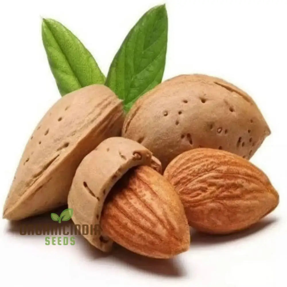 Mature Almond tree bearing nutrient-rich nuts in a garden