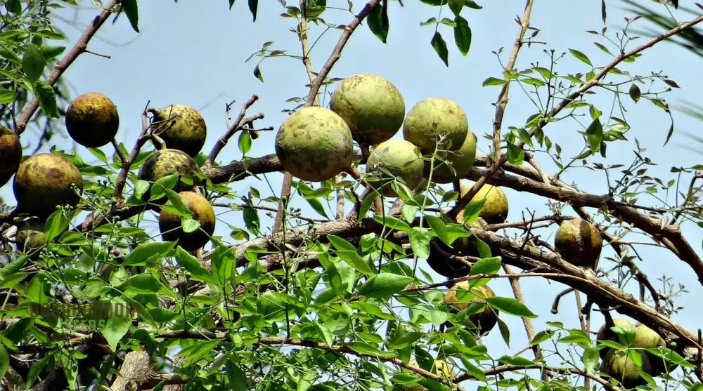 Mature Bael tree with green leaves and ripe fruits in garden