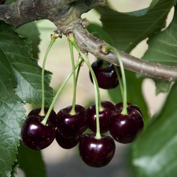 Cluster of Ripe Black Cherries on Branch