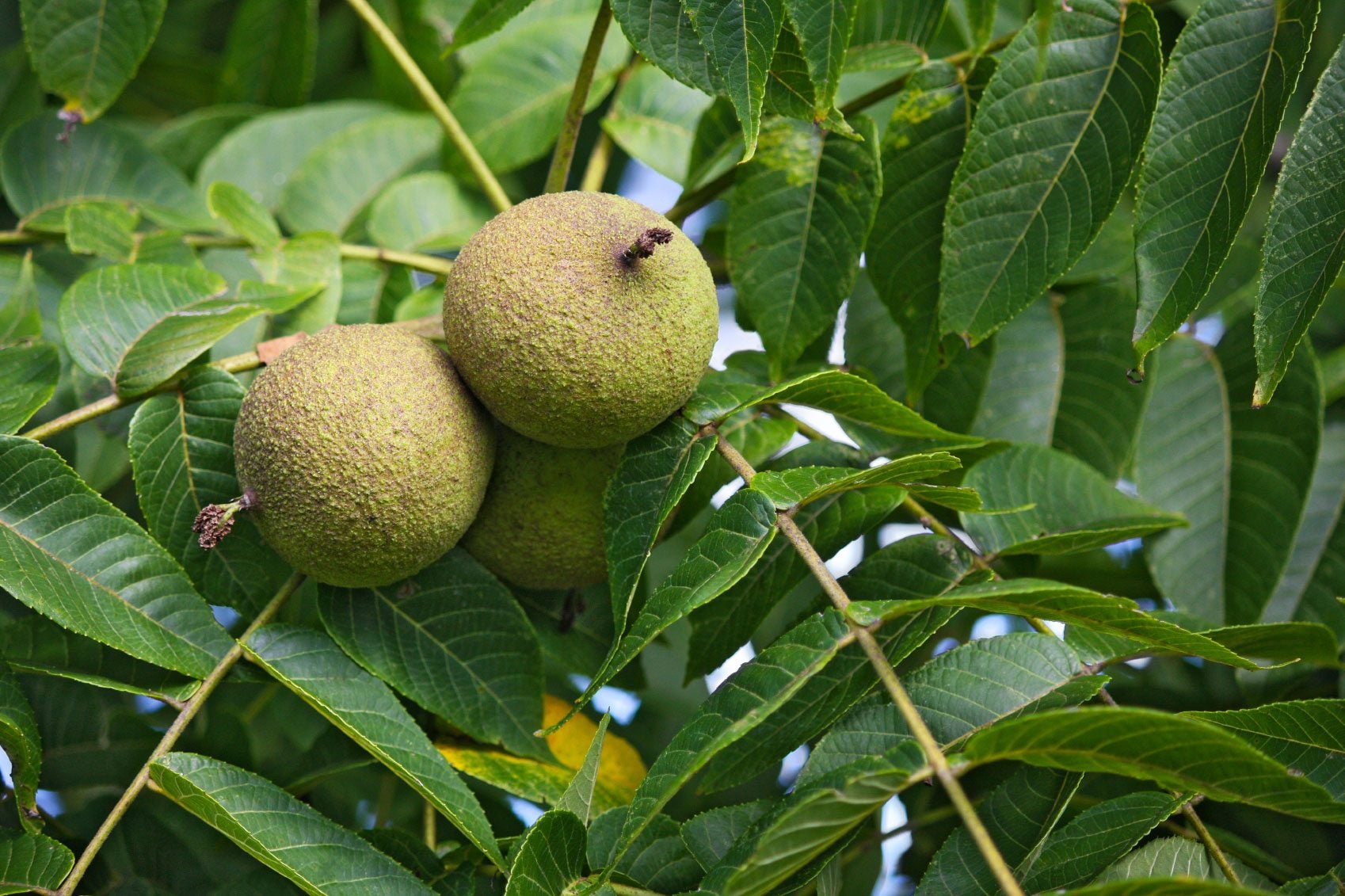 Mature Black Walnut tree with broad canopy and strong trunk