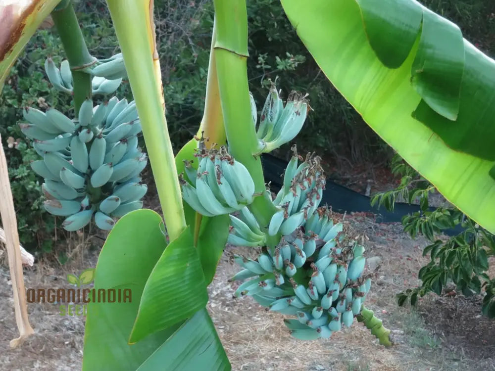 Mature Blue Banana plant bearing bluish tropical fruits
