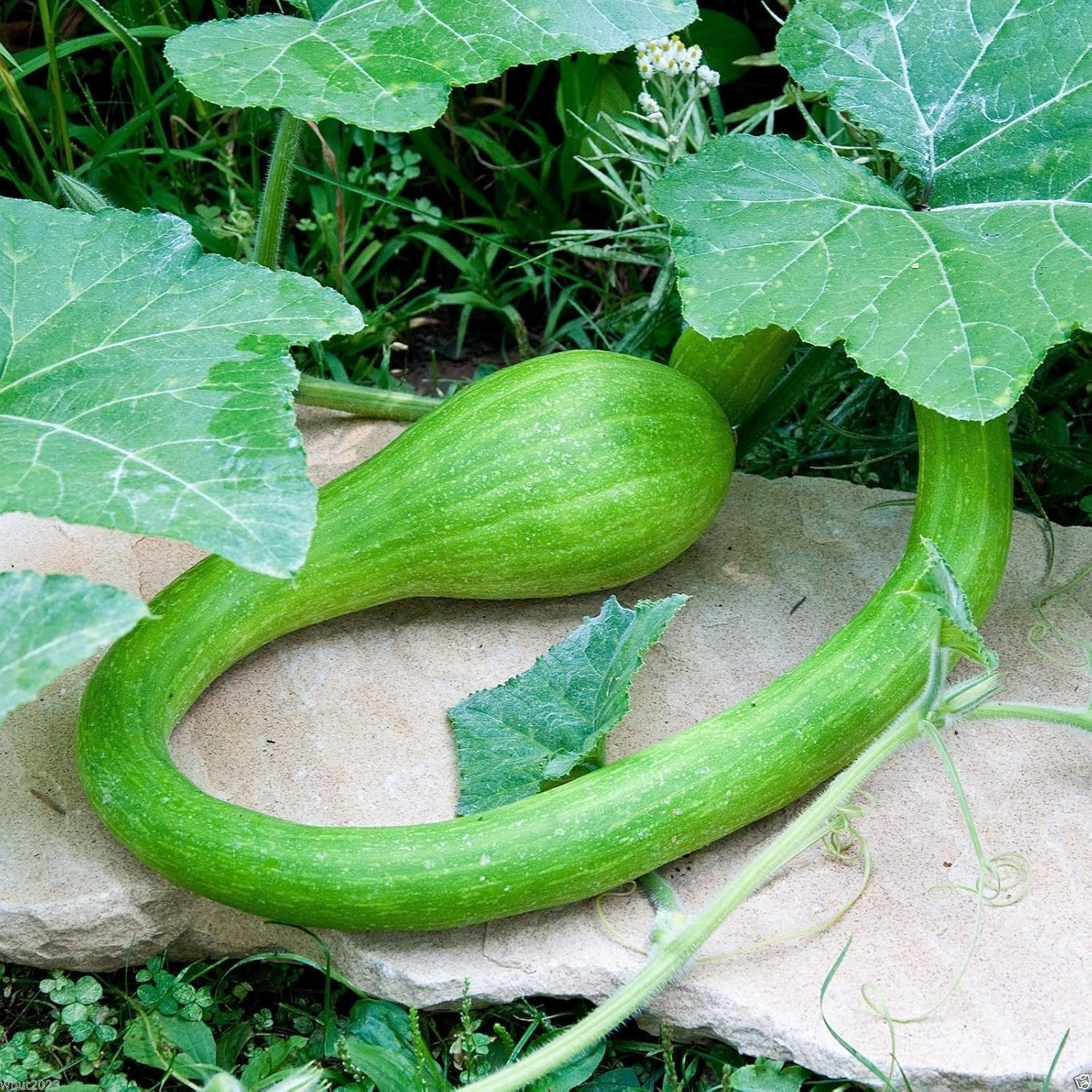 Mature Courgetti Tromboncino Squash on Vine, Italian Trombone Variety