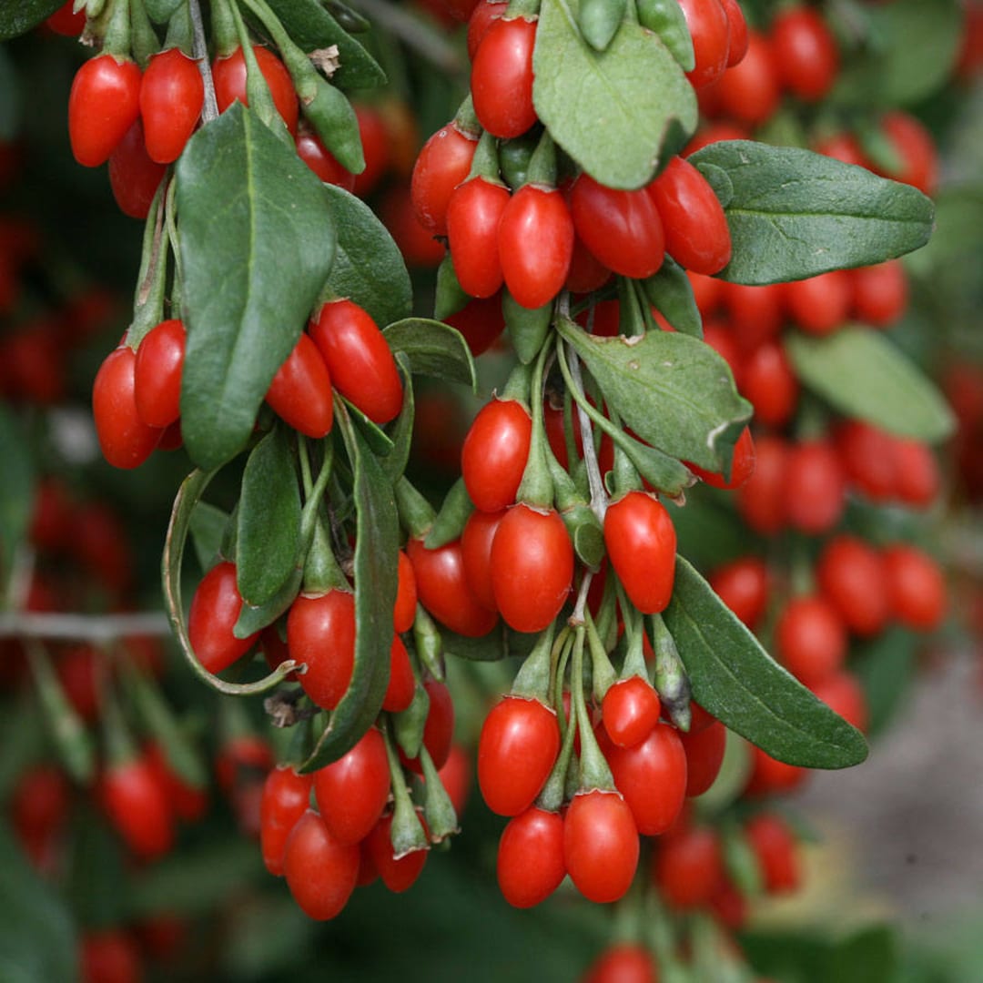 Mature Goji Berry Shrub in Garden