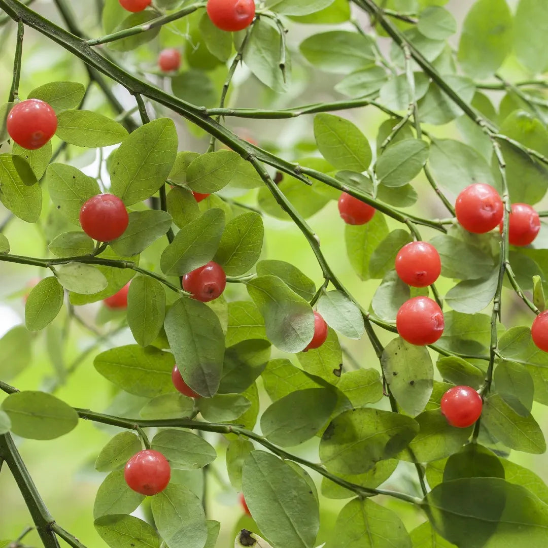 Mature Red Huckleberry Bush in Natural Habitat