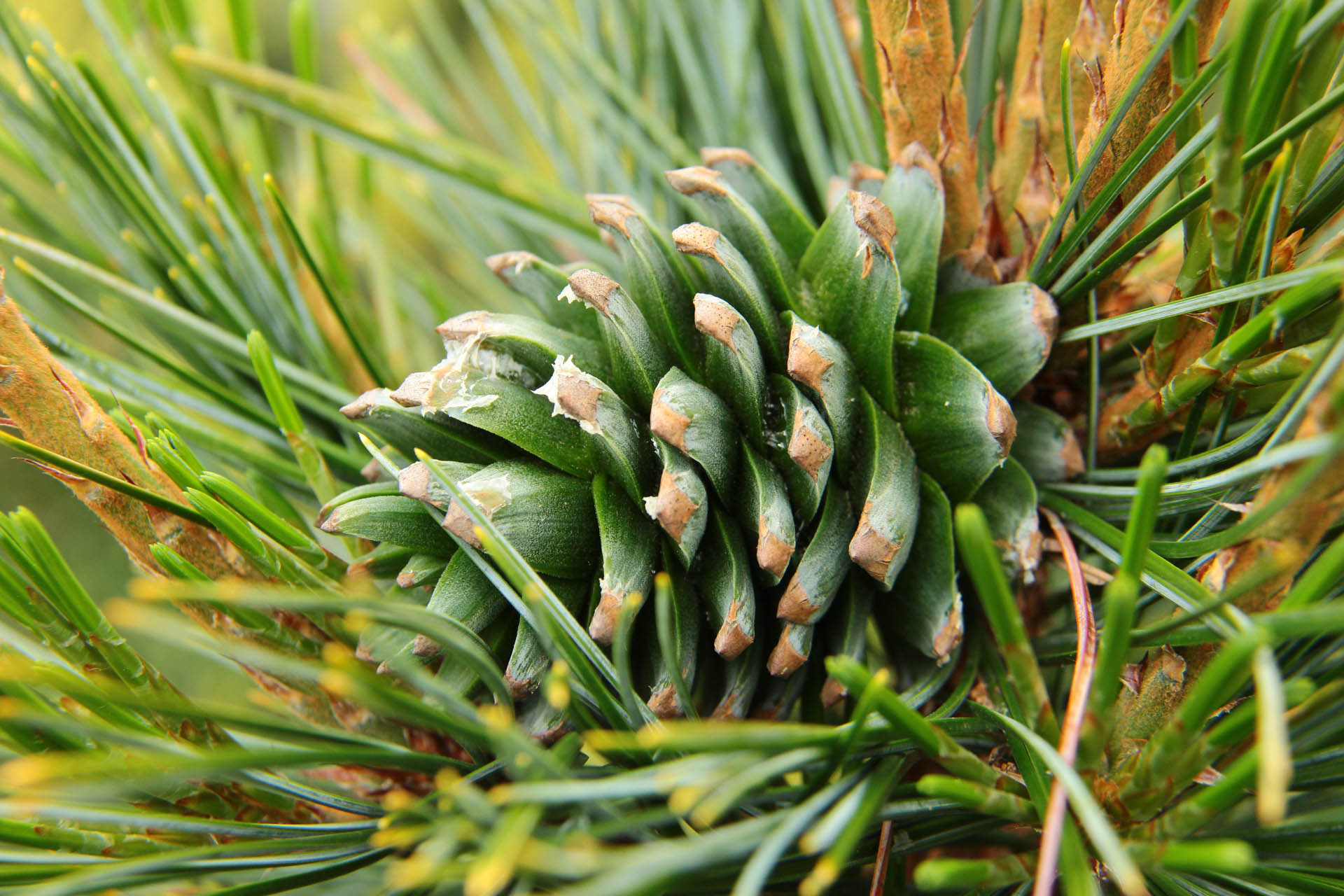 Mature Korean Pine Tree in Landscape with Green Needles