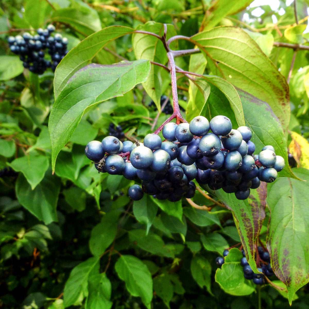 Mature Silky Dogwood Shrub in Landscaping Area