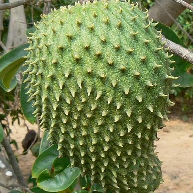 Mature Soursop tree with large green fruits ready for harvest