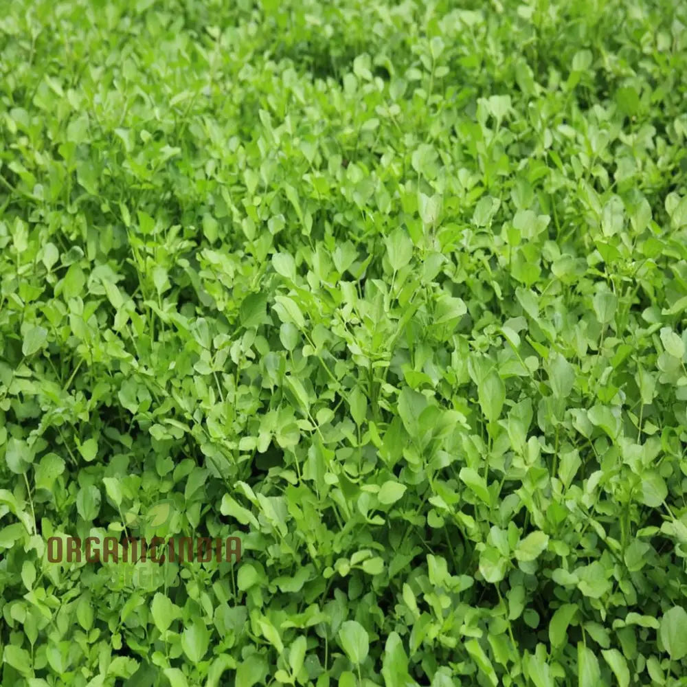 Mature Watercress Plant Grown from Seeds, High-Yield Garden Greens