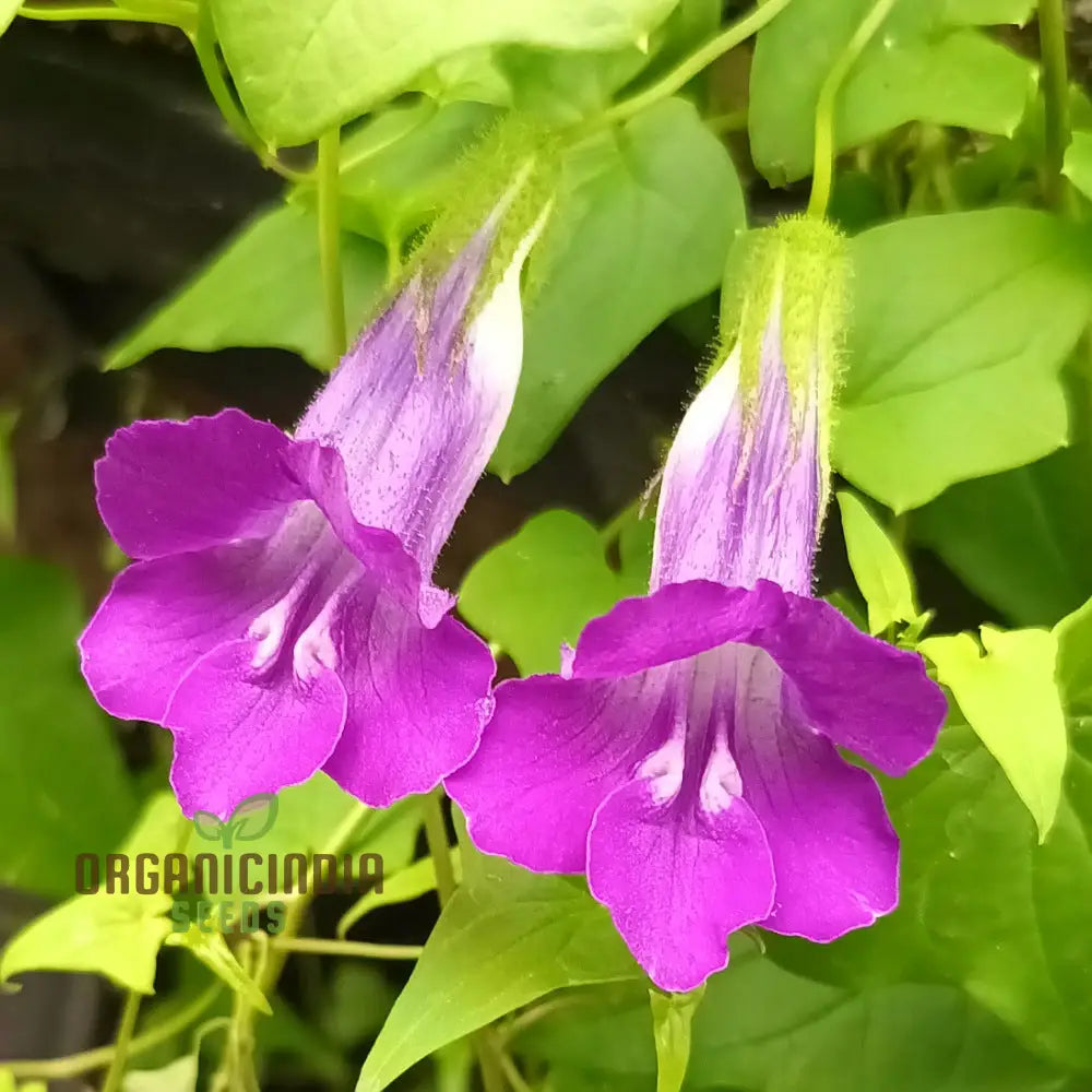 Maurandya Barclaiana seedlings growing from seeds