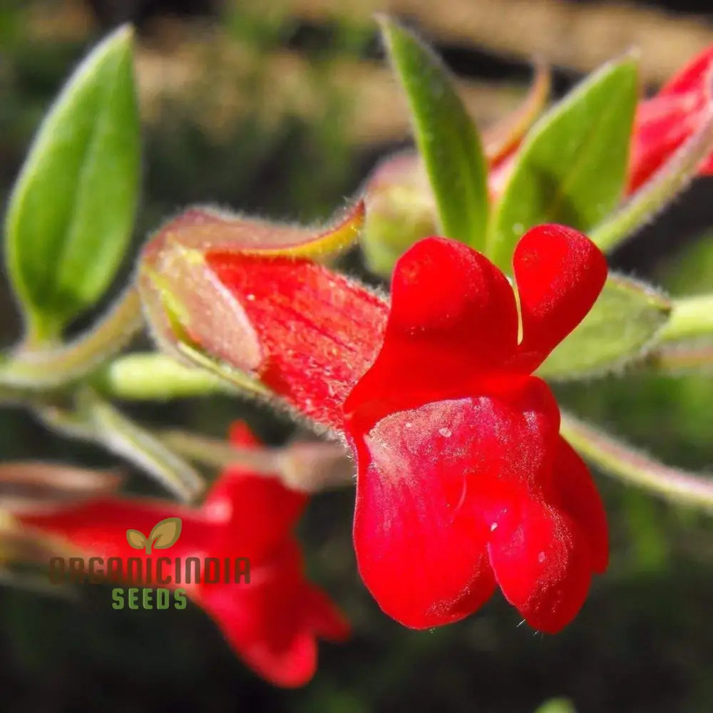Maurandya Erubescens ’Magic Dragon’ Flower Seeds For Planting Perfect Vibrant Garden Flower Seeds