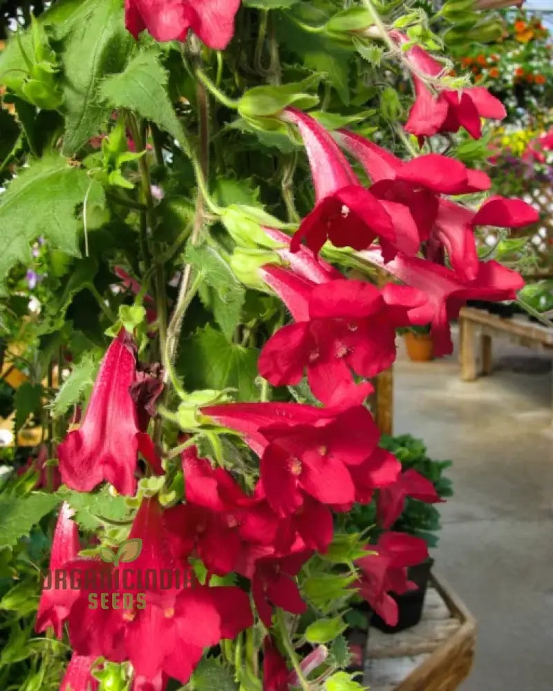 Maurandya Erubescens ’Magic Dragon’ Flower Seeds For Planting Perfect Vibrant Garden Flower Seeds