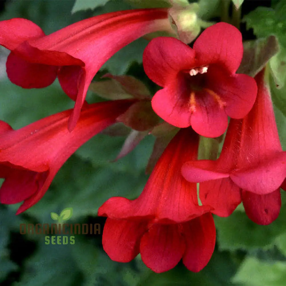 Maurandya Erubescens ’Magic Dragon’ Flower Seeds For Planting Perfect Vibrant Garden Flower Seeds