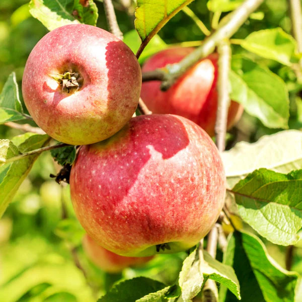 McIntosh Apple Seeds for Planting