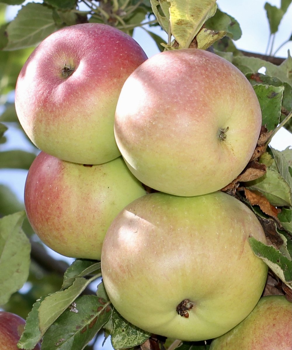 McIntosh Apple Seedlings Growing in Pots