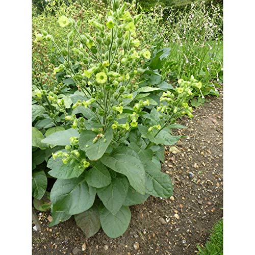 Meadow Tobacco Seeds for Garden Borders and Flower Beds