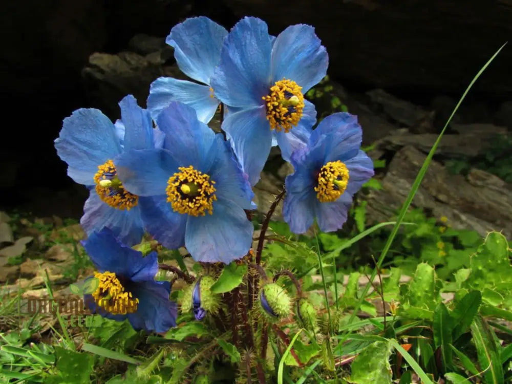 Meconopsis Aculeata Flower Seeds Rare & Stunning Himalayan Blue Poppies For Gardening Perfect