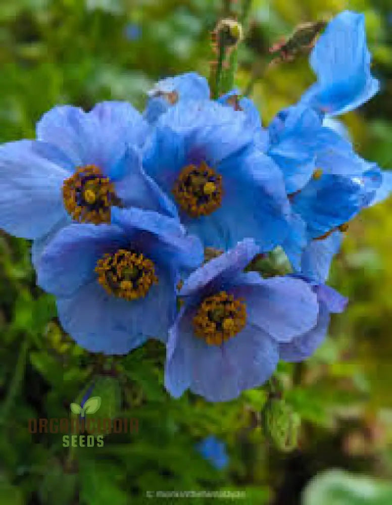Meconopsis Aculeata Flower Seeds Rare & Stunning Himalayan Blue Poppies For Gardening Perfect