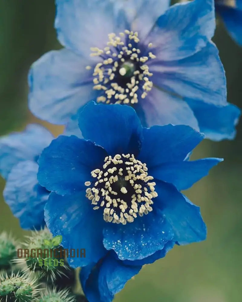 Meconopsis Aculeata Flower Seeds Rare & Stunning Himalayan Blue Poppies For Gardening Perfect