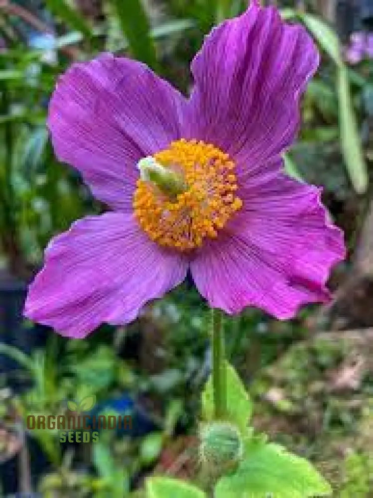 Meconopsis Baileyi ’Hensol Violet’ Flower Seeds - Rare And Stunning Perennial For Gardening Seeds