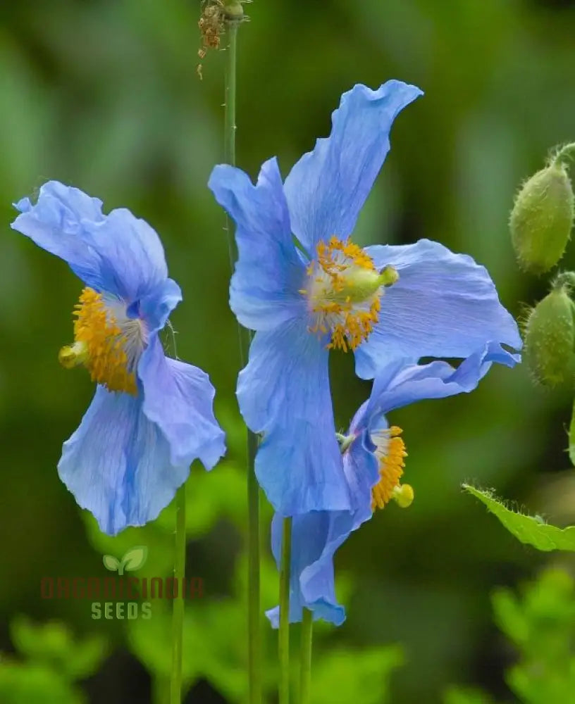 Meconopsis Baileyi seeds blue Himalayan poppy seeds for planting