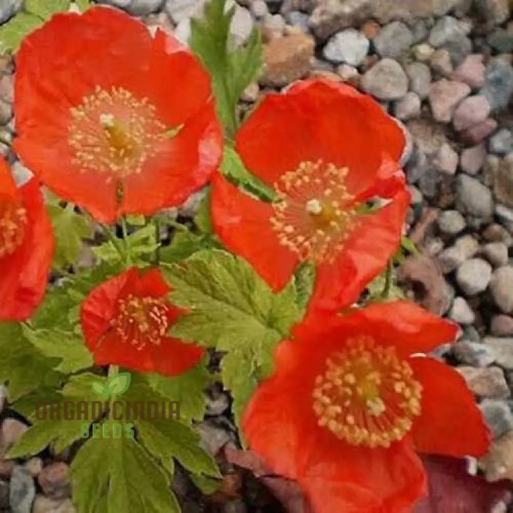 Meconopsis Cambrica ’Frances Perry’ Flower Seeds For Planting Rare And Beautiful Welsh Poppy