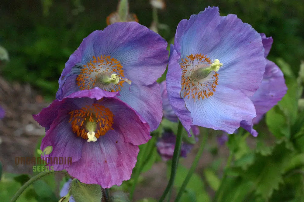 Meconopsis Himalayan Velvet (Lingholm - Ex Grandis) Flower Seeds For Planting Rare & Beautiful