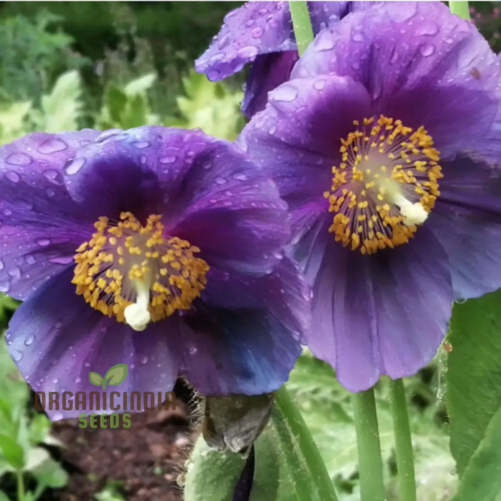 Meconopsis Himalayan Velvet (Lingholm - Ex Grandis) Flower Seeds For Planting Rare & Beautiful