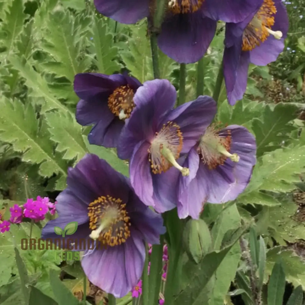 Meconopsis Himalayan Velvet (Lingholm - Ex Grandis) Flower Seeds For Planting Rare & Beautiful
