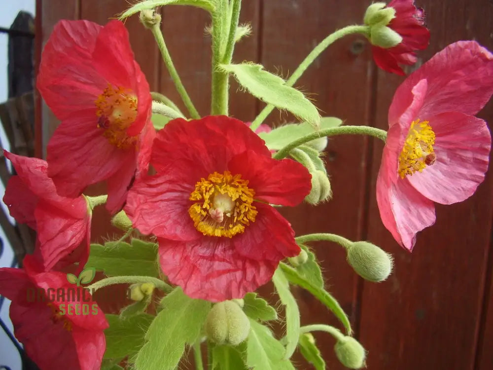 Meconopsis Napaulensis Flower Seeds For Planting Rare And Beautiful Himalayan Blue Poppy Gardening