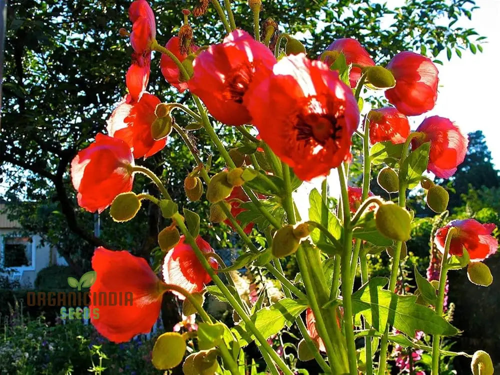 Meconopsis Napaulensis Flower Seeds For Planting Rare And Beautiful Himalayan Blue Poppy Gardening
