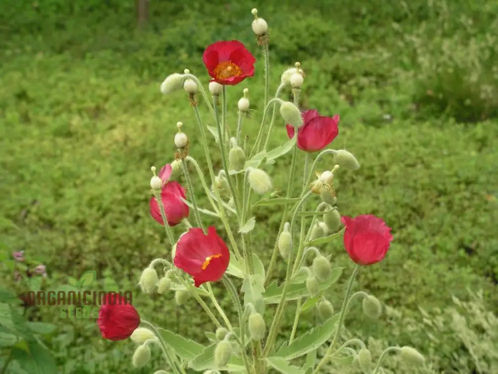Meconopsis Napaulensis Flower Seeds For Planting Rare And Beautiful Himalayan Blue Poppy Gardening