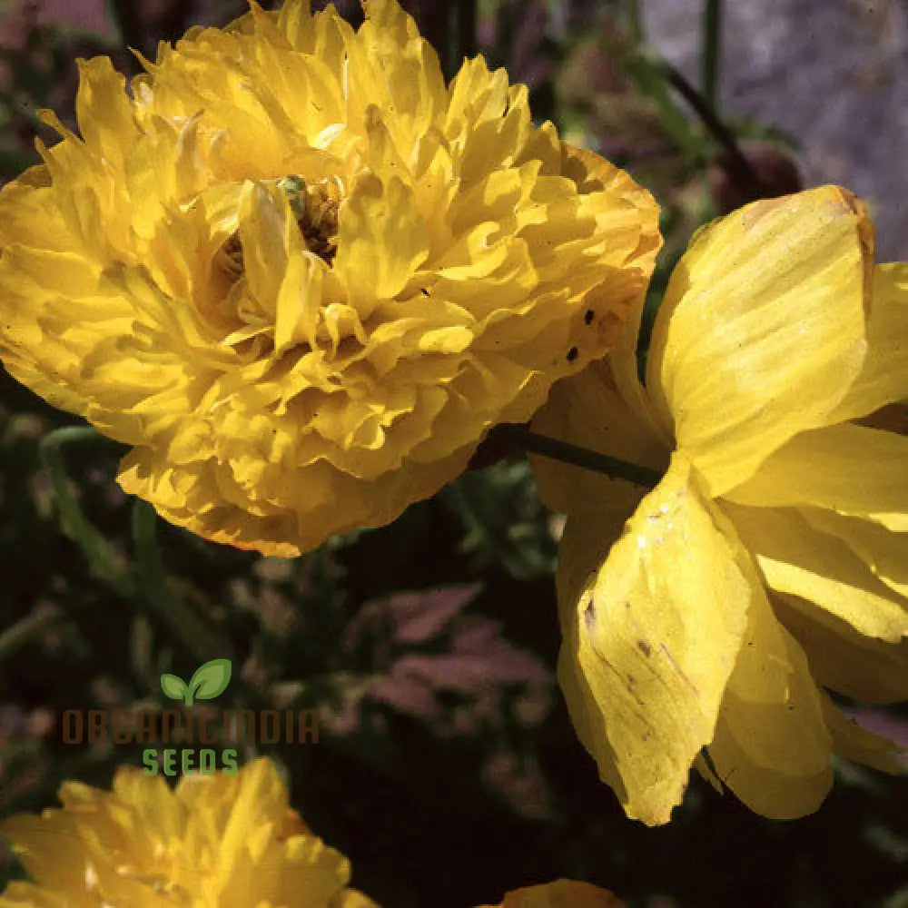 Meconopsis seeds planted in garden bed with bright yellow blooms