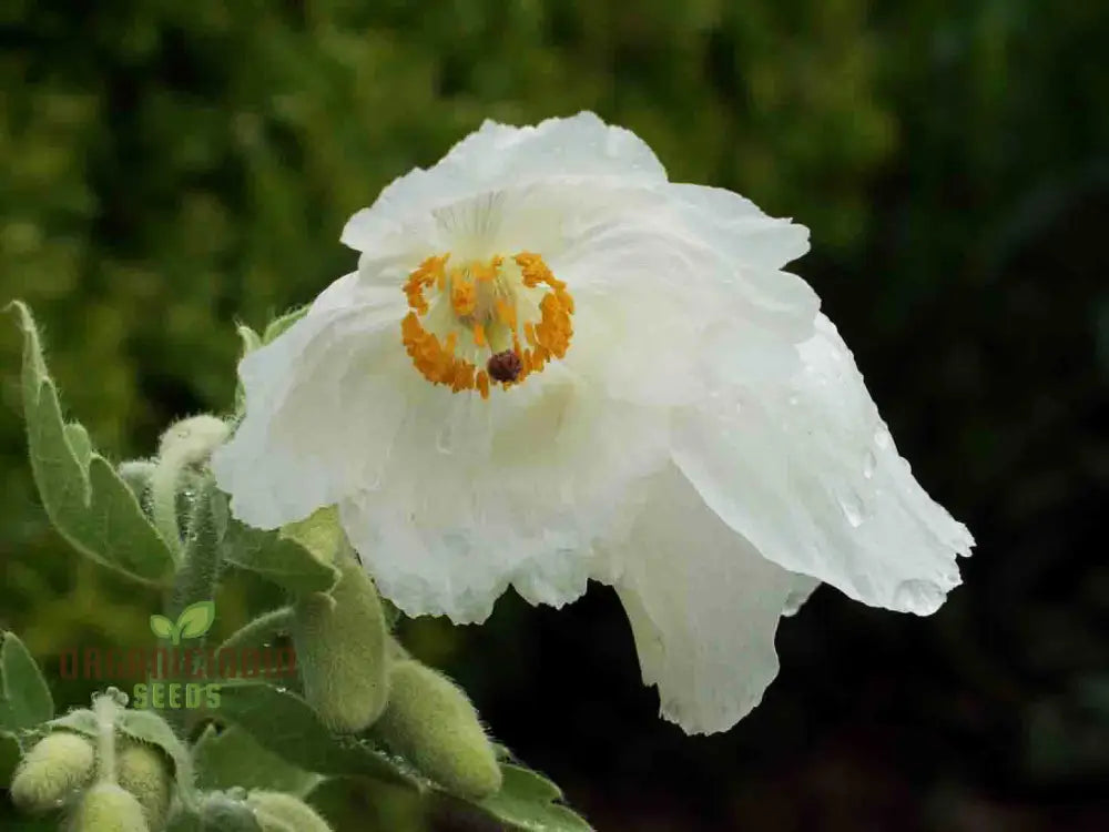 Meconopsis Superba Flower Seeds For Planting Stunning Blue Himalayan Poppy Gardening Seeds