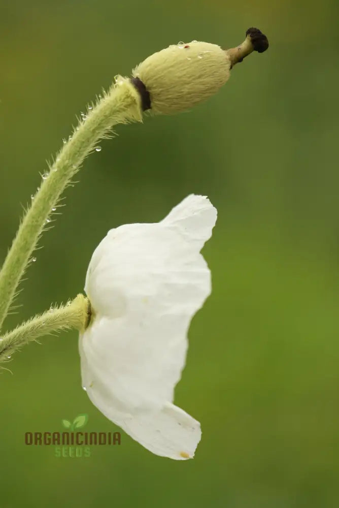 Meconopsis Superba Flower Seeds For Planting Stunning Blue Himalayan Poppy Gardening Seeds