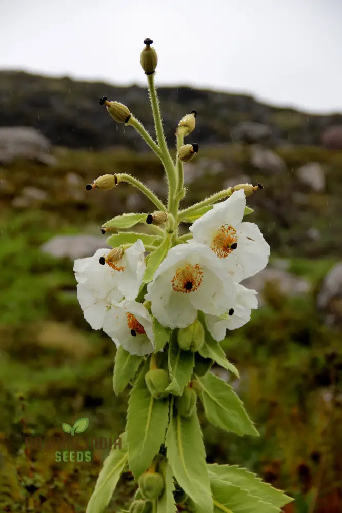 Meconopsis Superba Flower Seeds For Planting Stunning Blue Himalayan Poppy Gardening Seeds