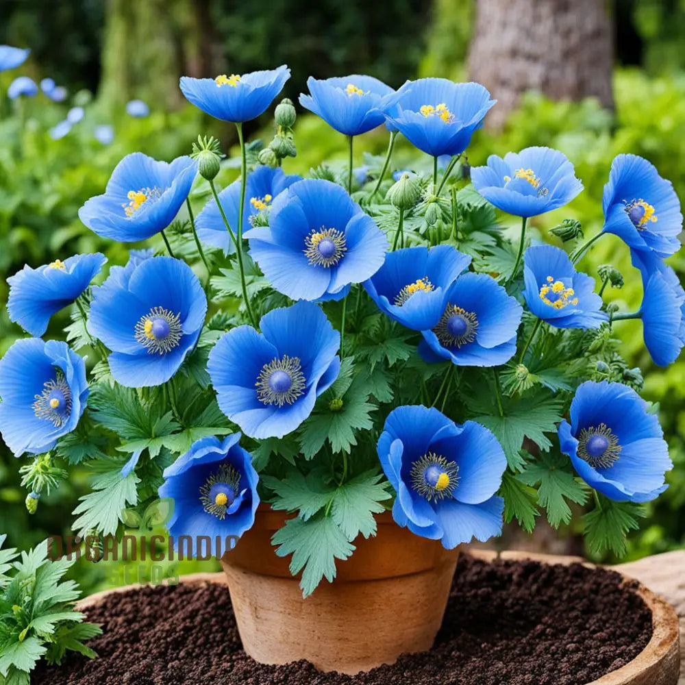 Himalayan Blue Poppies Growing in Shaded Garden Border