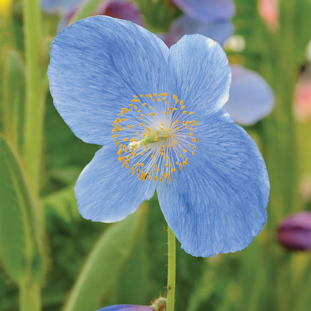 Meconopsis Grandis Himalayan Poppy Seeds for Planting