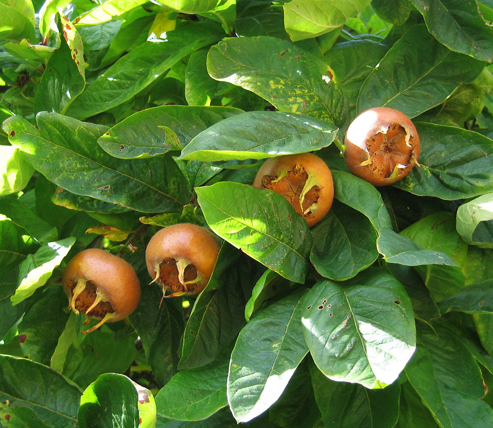 Medlar seeds for planting