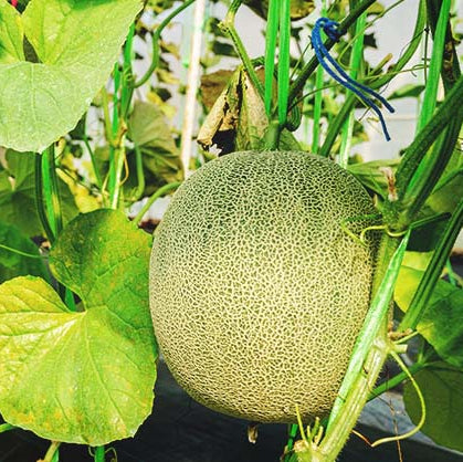 Melon Emir F1 Seeds for Planting