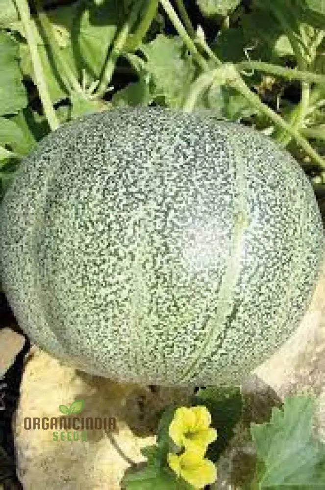 Melon Petit Gris De Rennes Seeds For Your Bountiful Garden