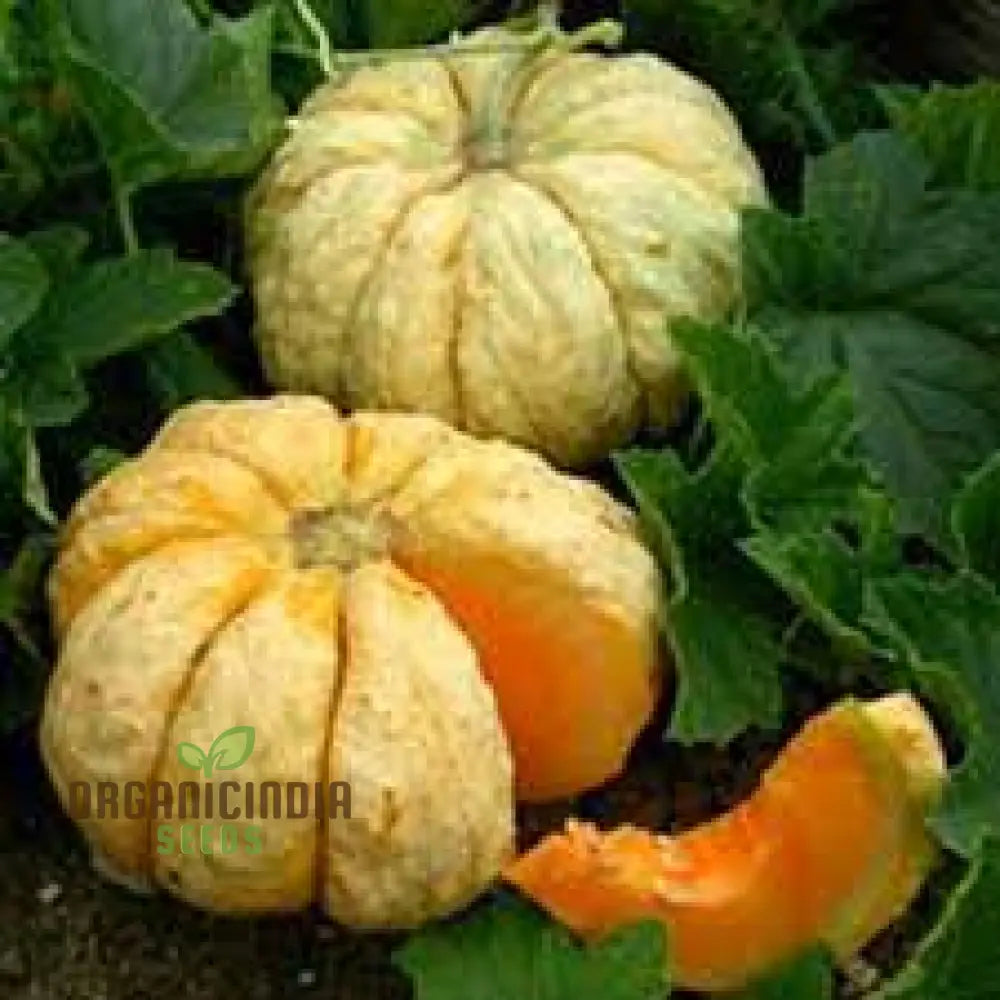 Melon Prescott Fond Blanc For Planting: Exquisite Gardening Delight For Your Green Oasis | Lengthy