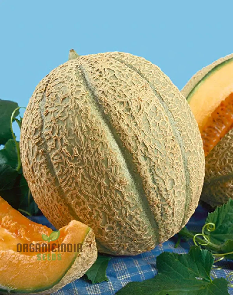 Melon Schoon’s Hard Shell Seeds: Your Go-To For Exceptional Gardening Success
