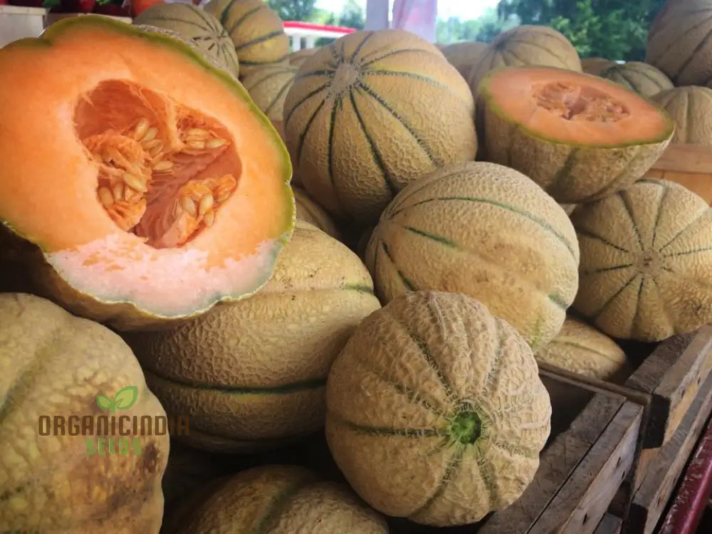 Melon Schoon’s Hard Shell Seeds: Your Go-To For Exceptional Gardening Success