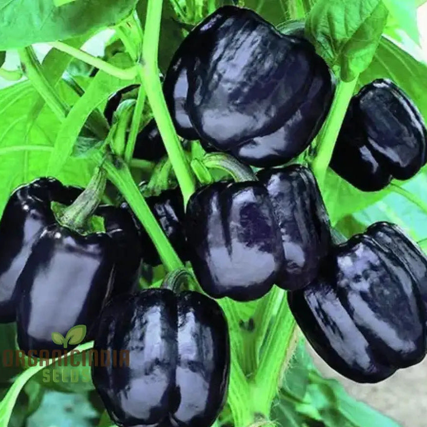 Merlot F1 Sweet Pepper Seedling, Easy-to-Grow Pepper Seeds